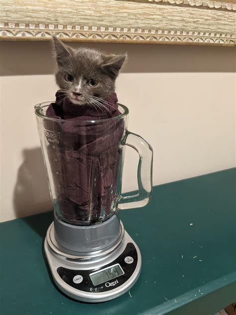 "The cats are having a good time, and so many other people are enjoying this as well," she says. . Cat in blender uncensored
